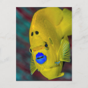 Naher Angelfisch Postkarte