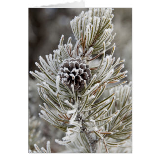 Naher Anlauf des gefrorenen Kiefernkonus, Gelbstei