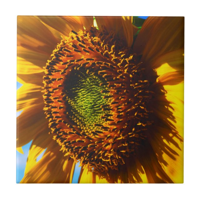 Naher Aufbau einer Sonnenblume Fliese (Vorderseite)