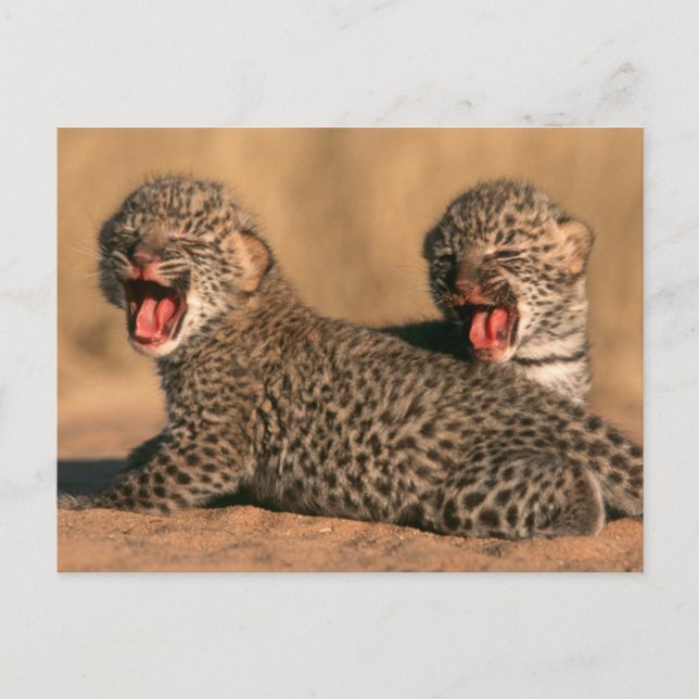 Naher Aufbau neuer Geborener Leoparden (Panthera P Postkarte (Vorderseite)