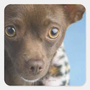 Naher Aufbau von Chihuahua mit Räucherkragen Quadratischer Aufkleber