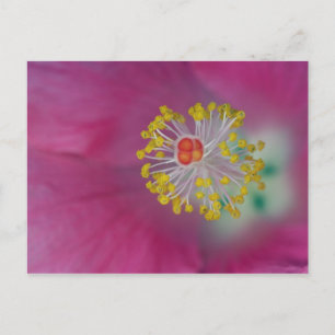 Naher Aufbau von Hibiskus-Blume-Stamen, Hibiskus Postkarte