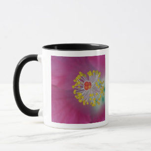 Naher Aufbau von Hibiskus-Blume-Stamen, Hibiskus Tasse