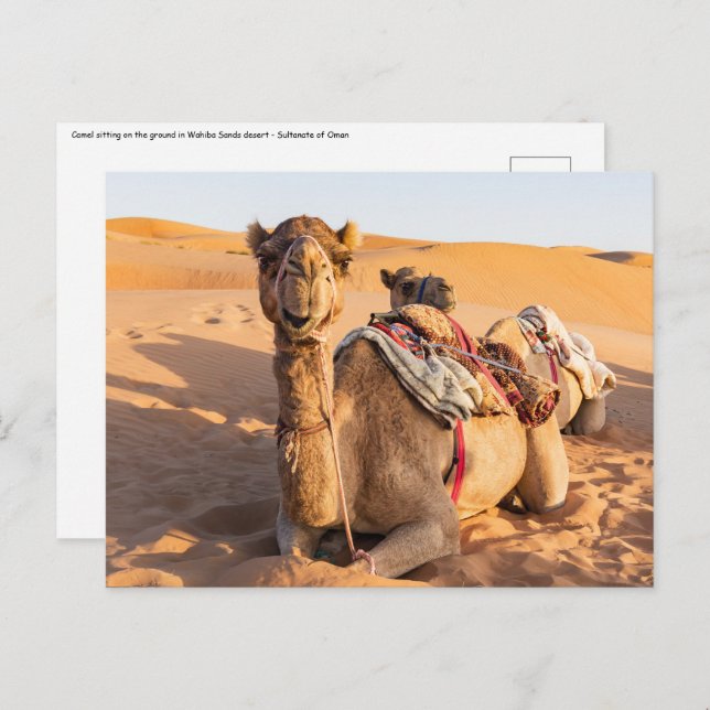 Naher Aufstieg auf Camel in der Oman-Wüste Postkarte (Vorne/Hinten)