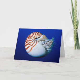 Naher Aufstieg von Chambered Nautilus Karte