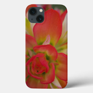 Naher Aufstieg von Indian Paint Brush bei Gay Hill Case-Mate iPhone Hülle