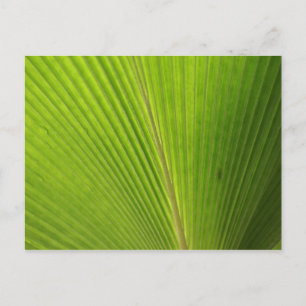 Naher Aufstieg von Palm Leaf Postkarte