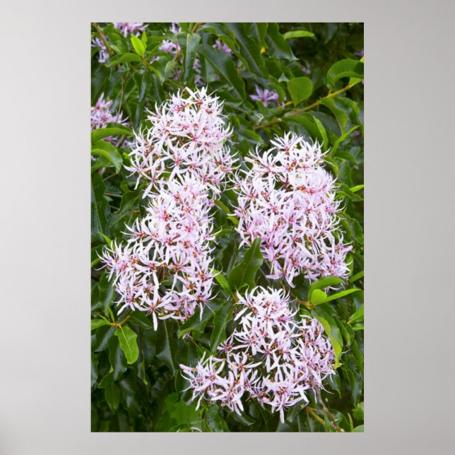 Naher Blick auf Kastanie Poster (Vorne)
