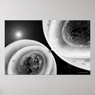 Naher Blick auf Zellteilung Poster