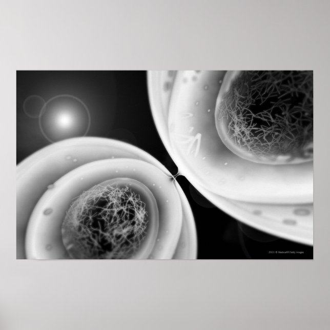 Naher Blick auf Zellteilung Poster (Vorne)