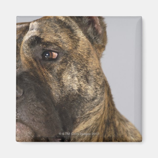 Naher Boxer Magnet (Vorne)