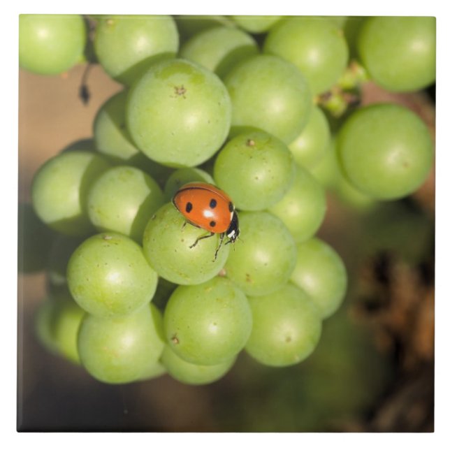 Naher Bug auf grünen Pinot Noir-Trauben Fliese (Vorderseite)
