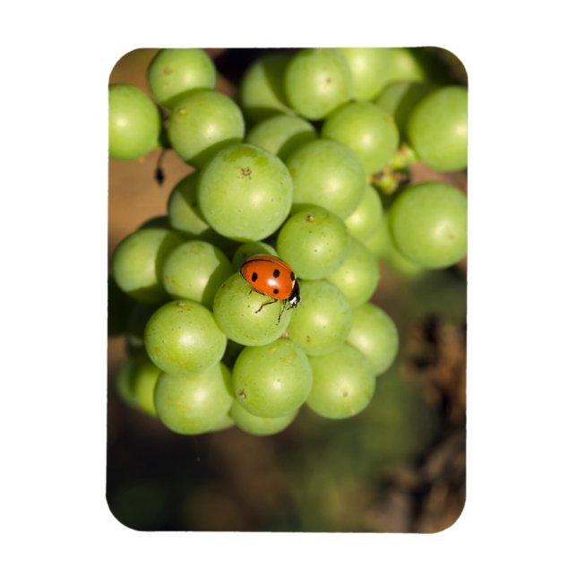 Naher Bug auf grünen Pinot Noir-Trauben Magnet (Vertikal)