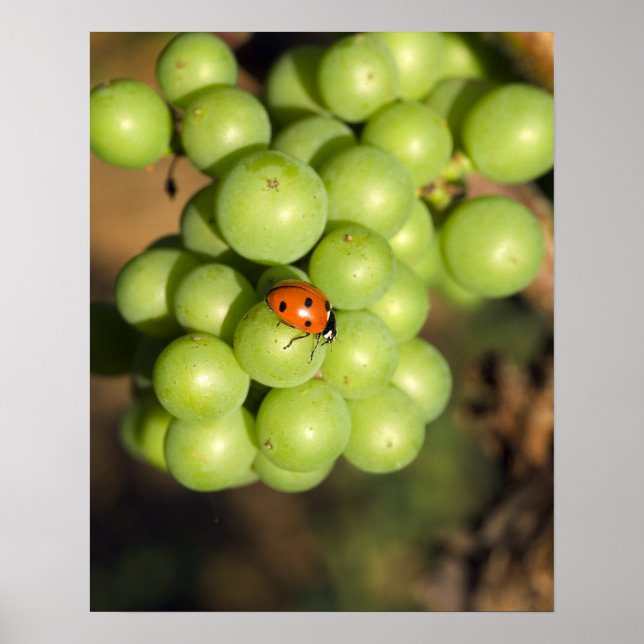 Naher Bug auf grünen Pinot Noir-Trauben Poster (Vorne)