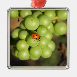 Naher Bug auf grünen Pinot Noir-Trauben Silbernes Ornament