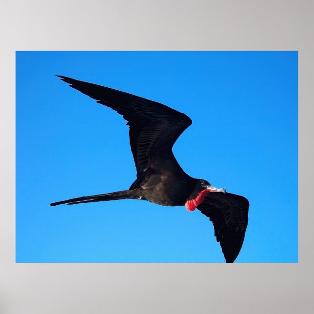 Naher Frigatebird Poster (Vorne)