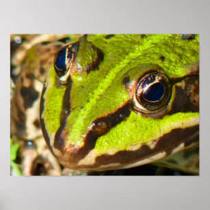 Naher Frosch Poster