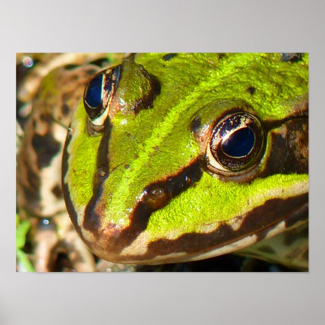 Naher Frosch Poster (Vorne)