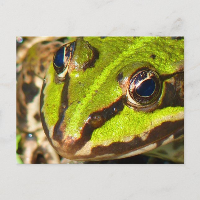 Naher Frosch Postkarte (Vorderseite)