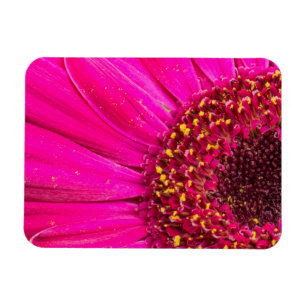 Naher Gerberschwanz Magnet