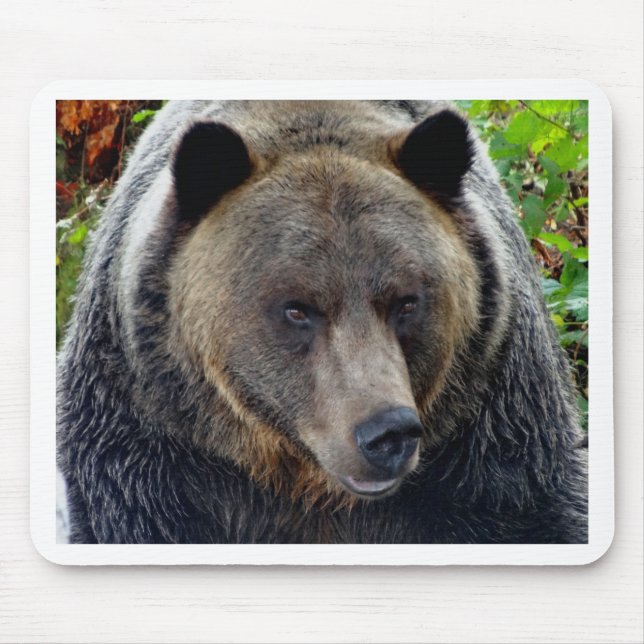 Naher Grizzly Bär Mousepad (Vorne)