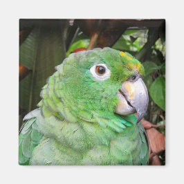 Naher Grüner Papagei Magnet