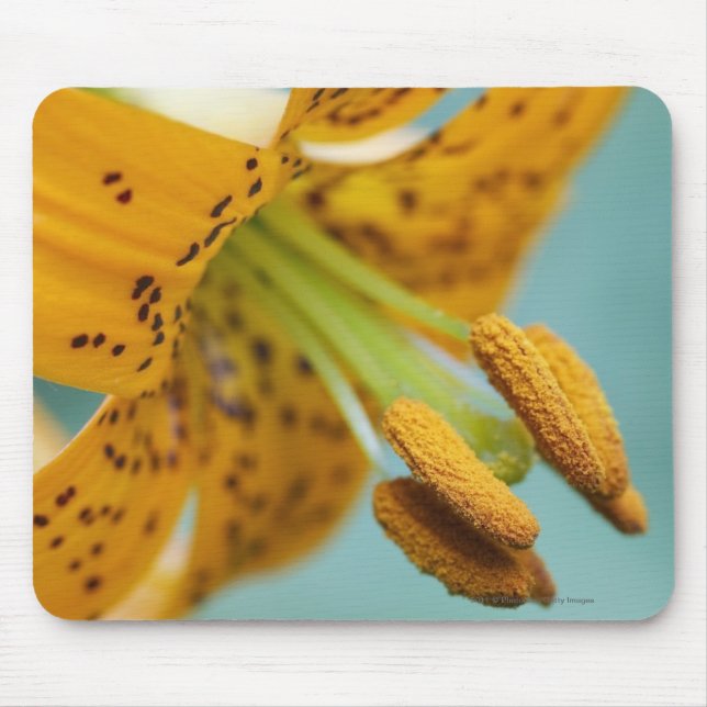 Naher Hals einer Gelblilie Mousepad (Vorne)