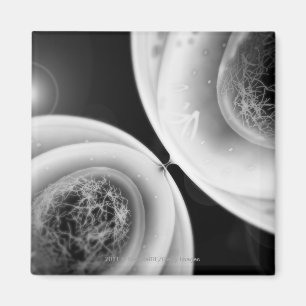 Naher hoher Blick auf Zellteilung Magnet