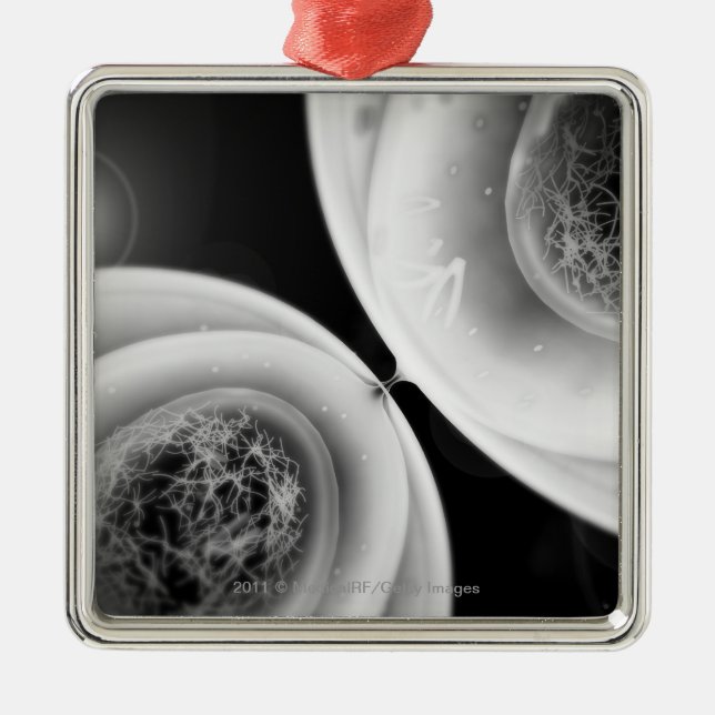 Naher hoher Blick auf Zellteilung Silbernes Ornament (Vorne)