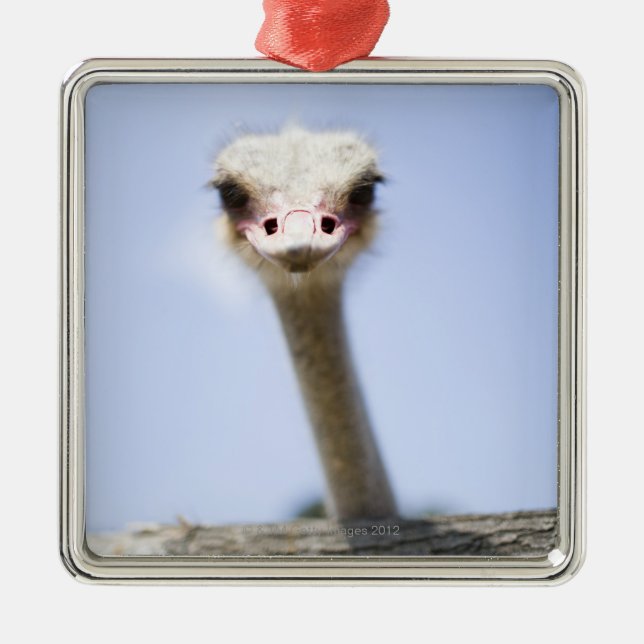 Naher hoher Ostrichkopf Ornament Aus Metall (Vorne)