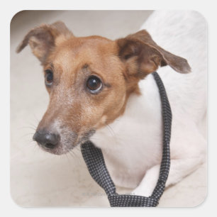 Naher Hund, der eine Krawatte anzieht Quadratischer Aufkleber