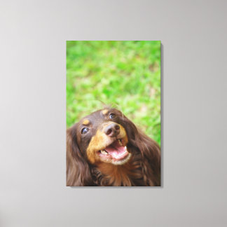 Naher Hund einer Dackel Leinwanddruck