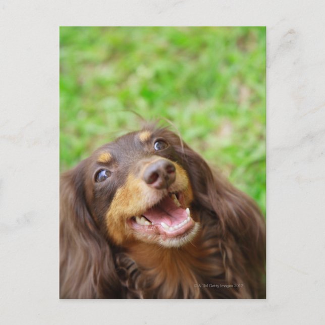 Naher Hund einer Dackel Postkarte (Vorderseite)