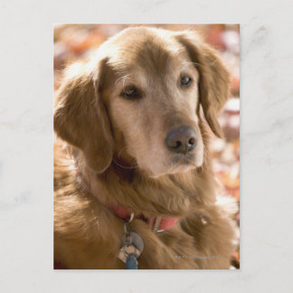 Naher Hund mit goldenem Labrador Retriever Postkarte