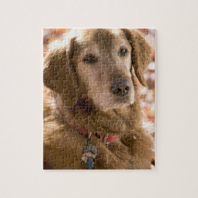 Naher Hund mit goldenem Labrador Retriever Puzzle (Vertikal)
