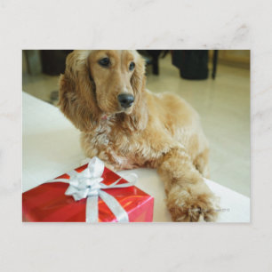 Naher Hund Postkarte