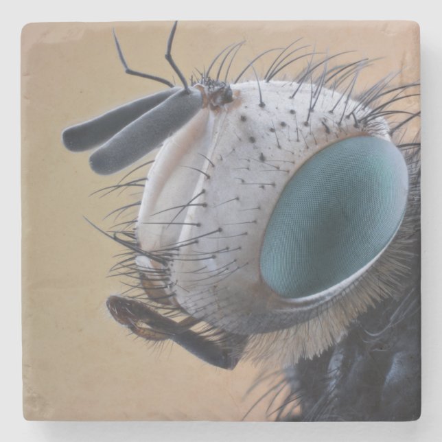 Naher Insektenkopf Steinuntersetzer (Vorderseite)