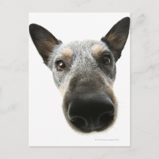 Naher Kopf eines Hundes Postkarte (Vorderseite)