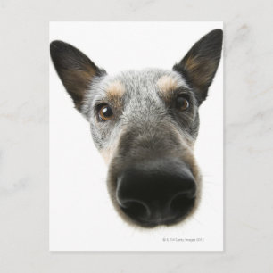 Naher Kopf eines Hundes Postkarte