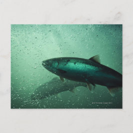 Naher Lachsstoß 2 Postkarte