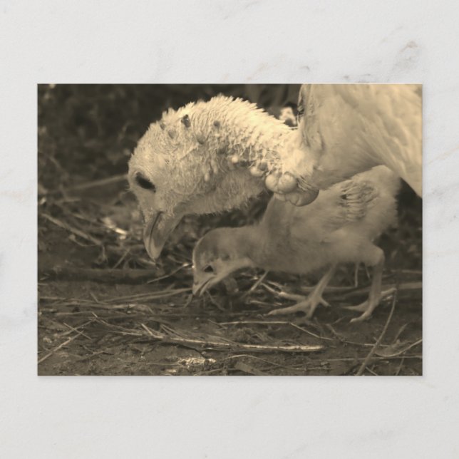 Naher nachsehen - postkarte (Vorderseite)