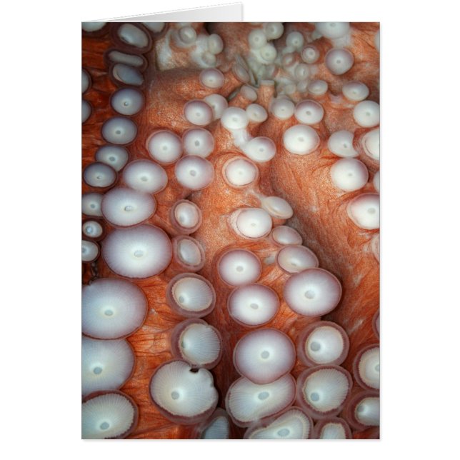 Naher Oktopus fallen (Vorne)