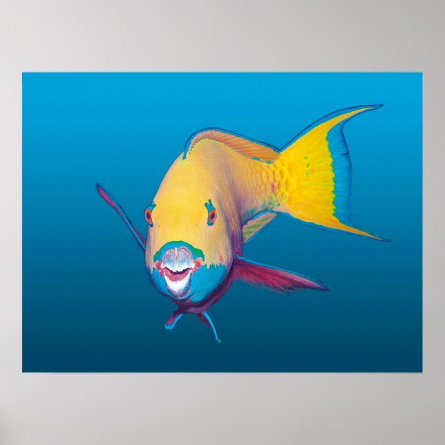 Naher Papageienfisch! Gradient-blauer Hintergrund  Poster (Vorne)