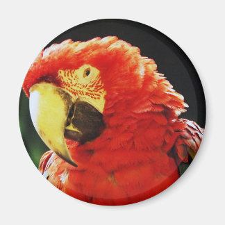 Naher Papageienvogel Magnet