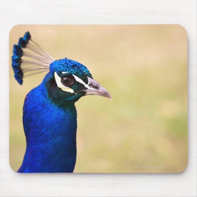 Naher Pfau 2 Mousepad (Vorne)