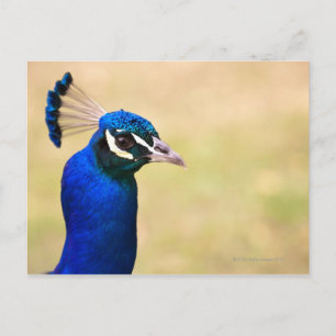 Naher Pfau 2 Postkarte
