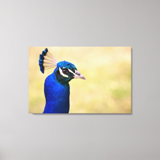 Naher Pfau 3 Leinwanddruck (Vorderseite)