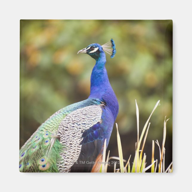 Naher Pfau Magnet (Vorne)