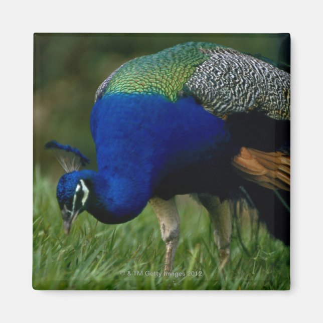 Naher Pfau Magnet (Vorne)