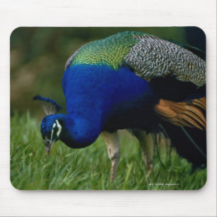 Naher Pfau Mousepad